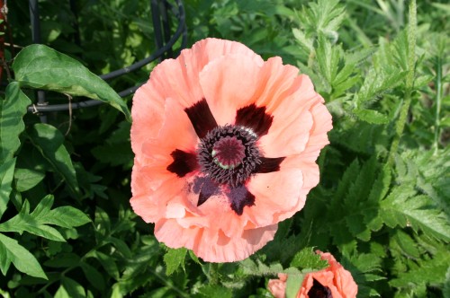Poppy