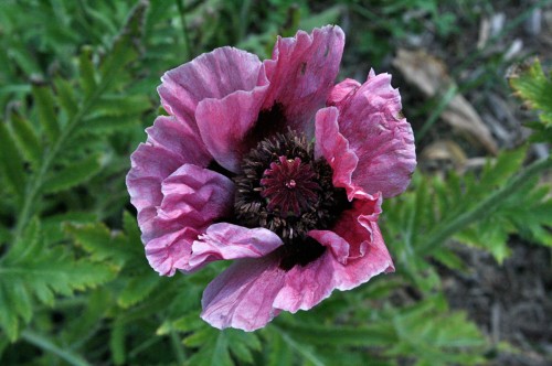 Poppy